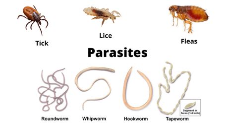 Curse of parasites